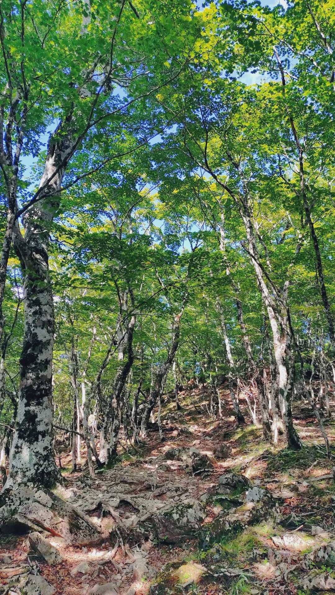 下山も快適✨
素敵な道です