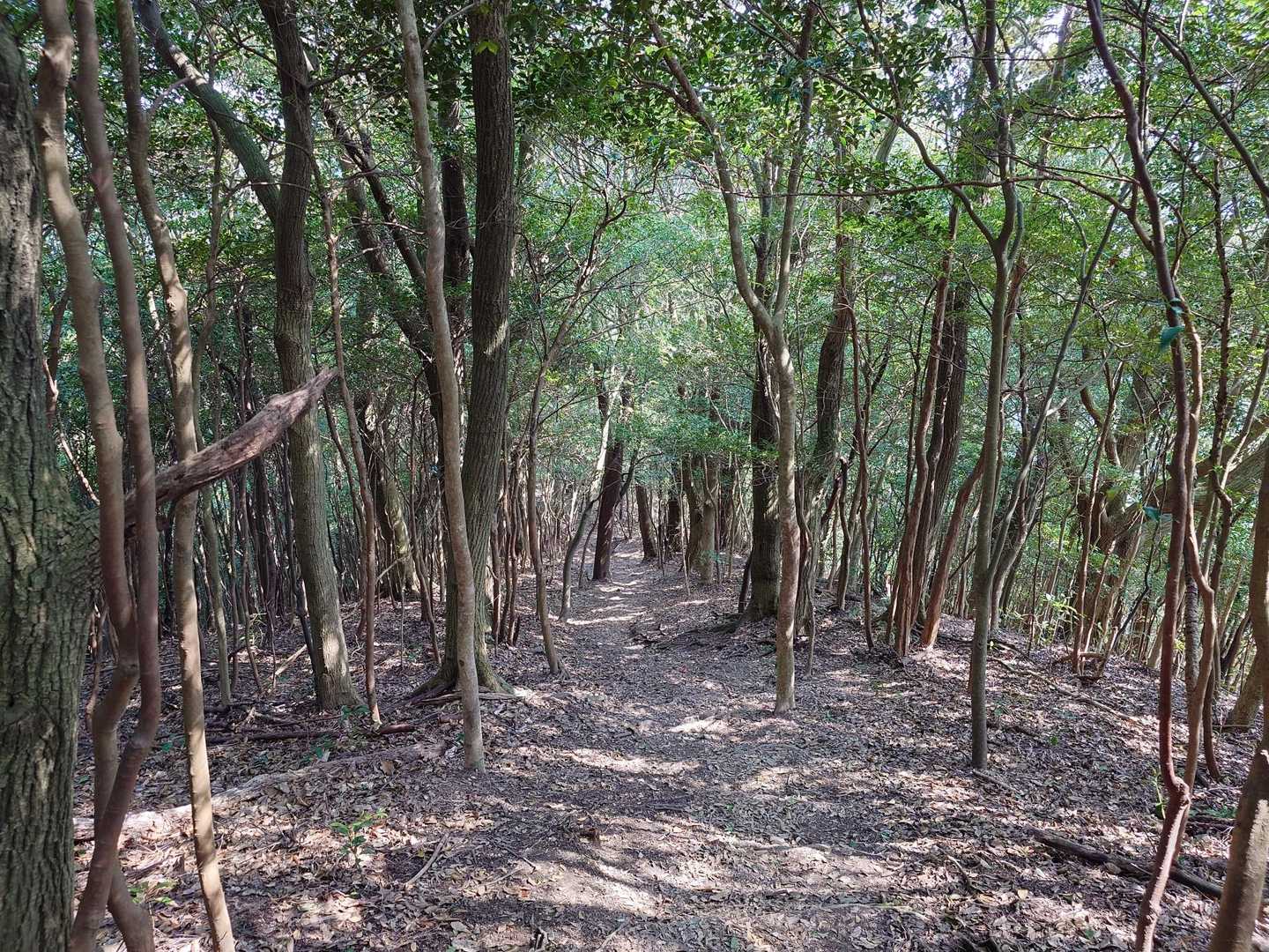 雌鋤先山-鋤先山-竜王山 縦走コースの写真