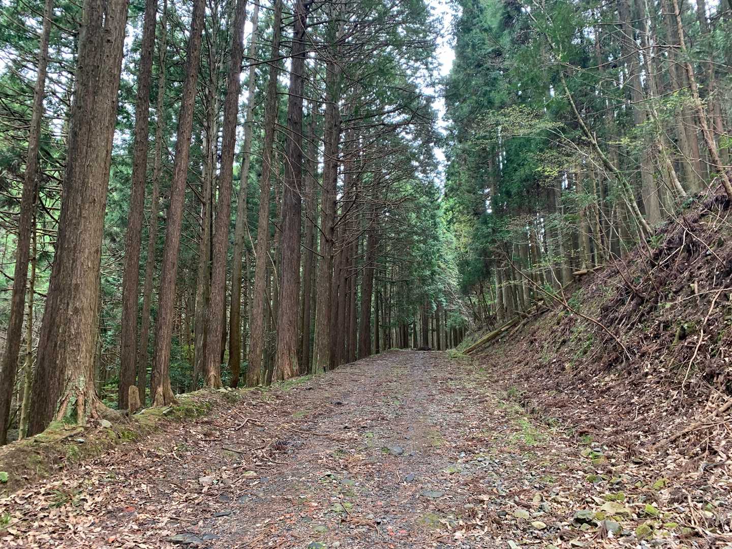 しばらくこんな道