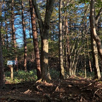 スタート直後は蔓系の植物が少々うっとうしくもありましたが直ぐに明瞭な歩きやすい登山道になります