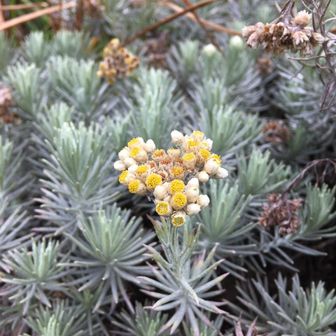 YGG(シン•やんちゃジジイ)