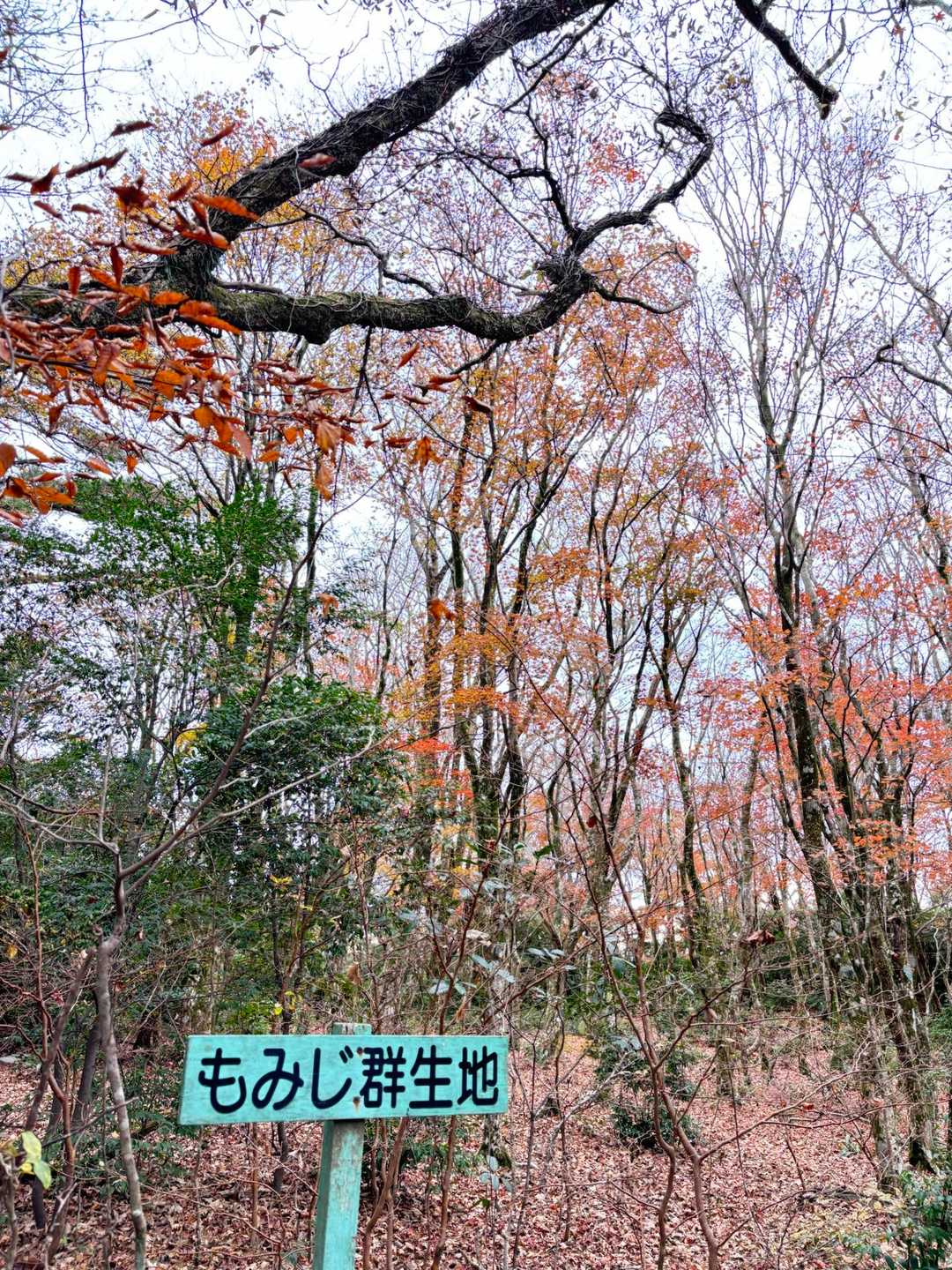 栗野岳第2峰-栗野岳 周回コースの写真