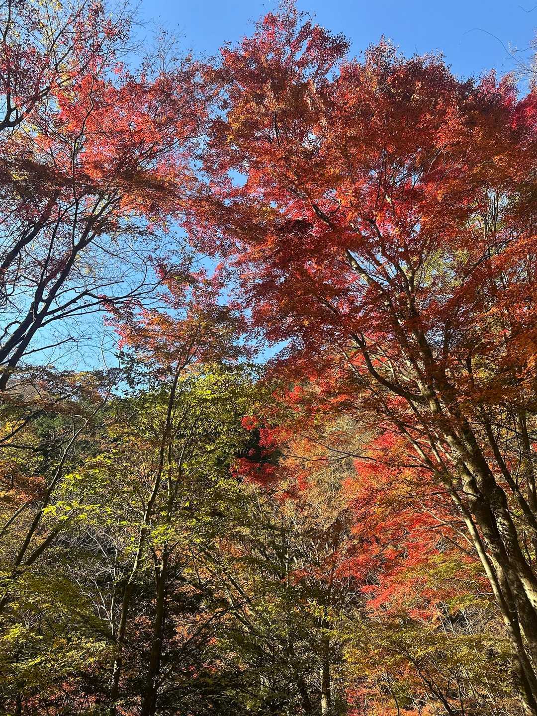 紅葉🍁キレイ