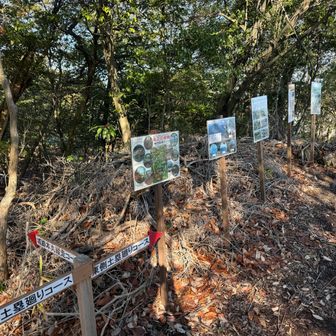 上段曲輪付近。