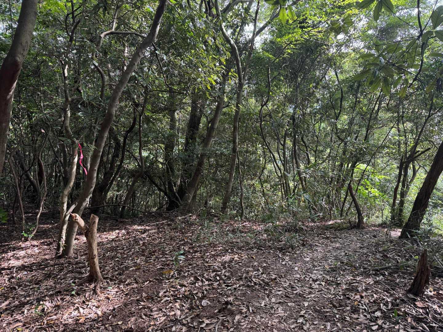 ここも少し迷いました。
左奥にもピンクテープありますが、右の道に進みます。
この後は一本道なので、迷うことはないと思います。
