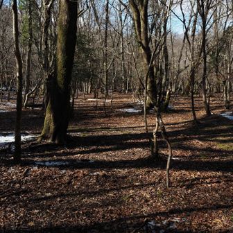 足音だけが、森に溶け込んでいく。