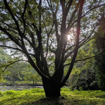 アタラシ池隣。マナの木のような出で立ちです。