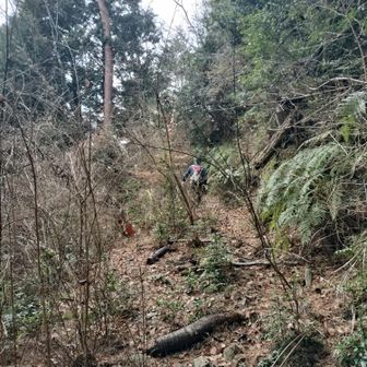 林道から復帰していくのですが、茨が邪魔していたので、林道に逸れないほうが楽だったかもしれません。
