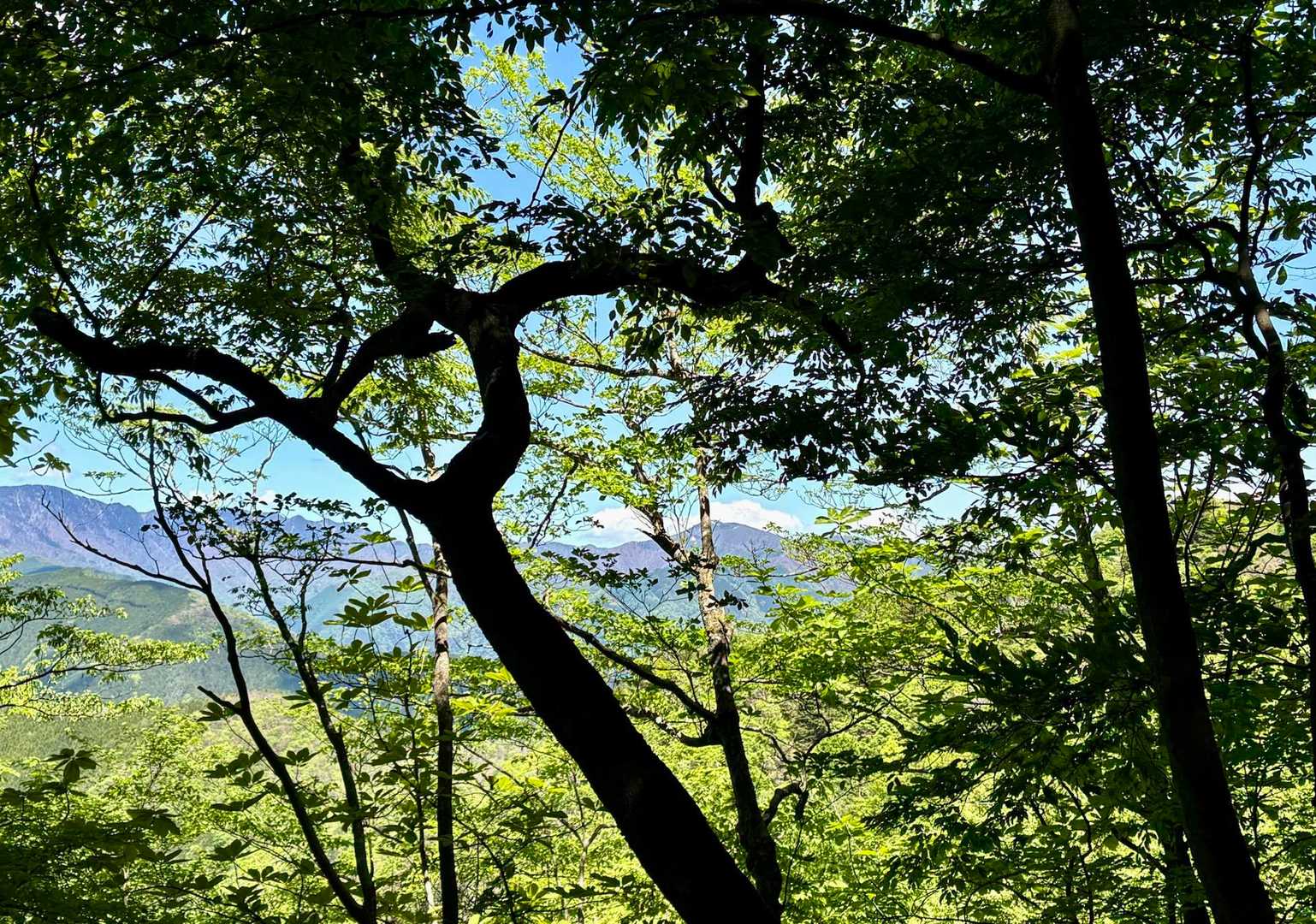 雲取山✨