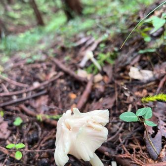 ギンリョウソウ（銀竜草）
　キノコかと思ったら銀竜草でした🤭
