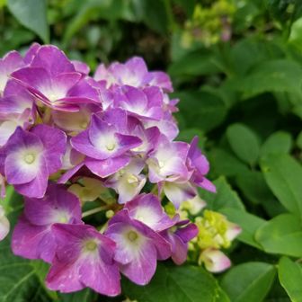 シティマドンナ