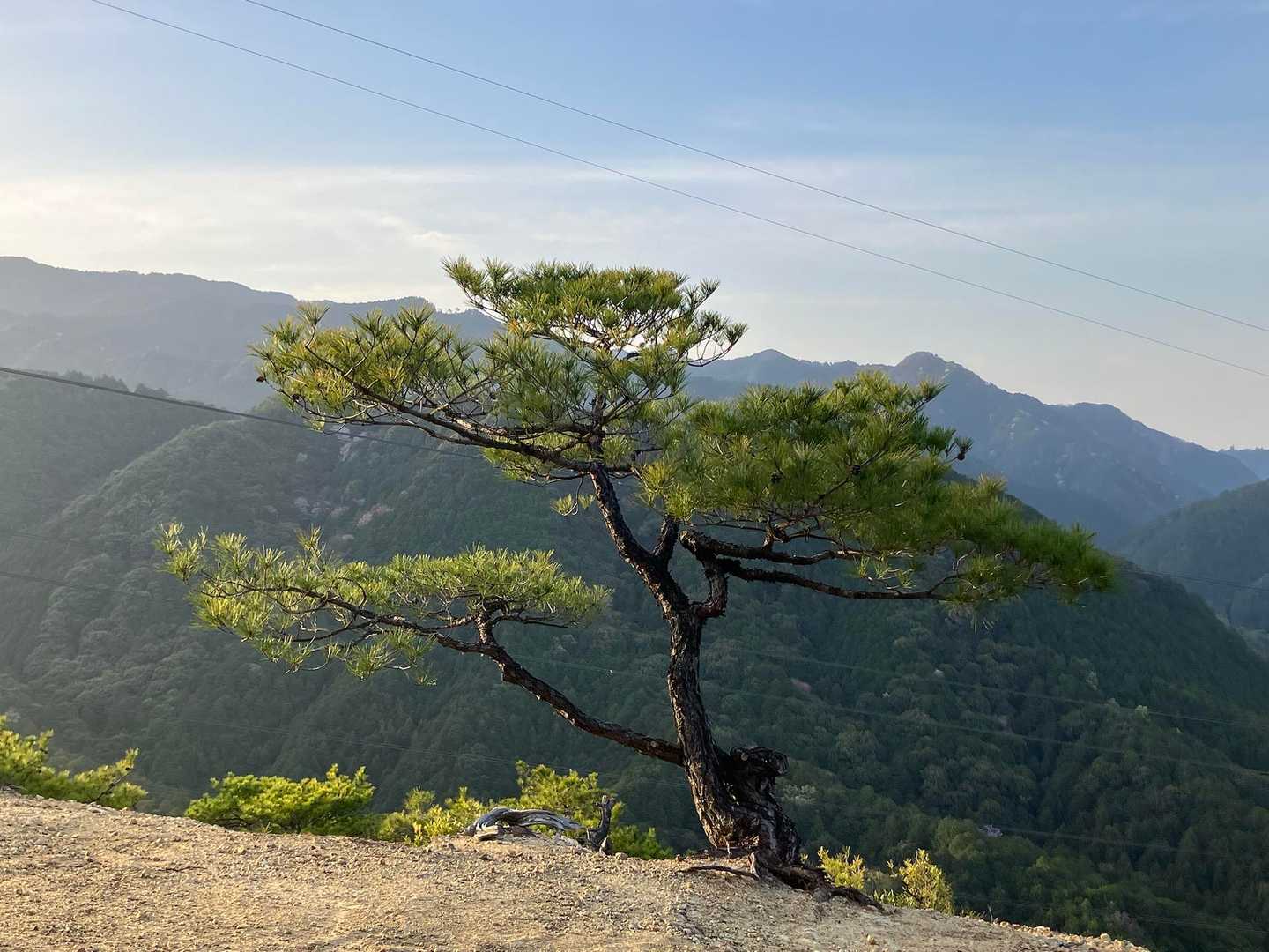 🌲神変之松　🙏奥には葛城嶺犬鳴山燈明ヶ嶽