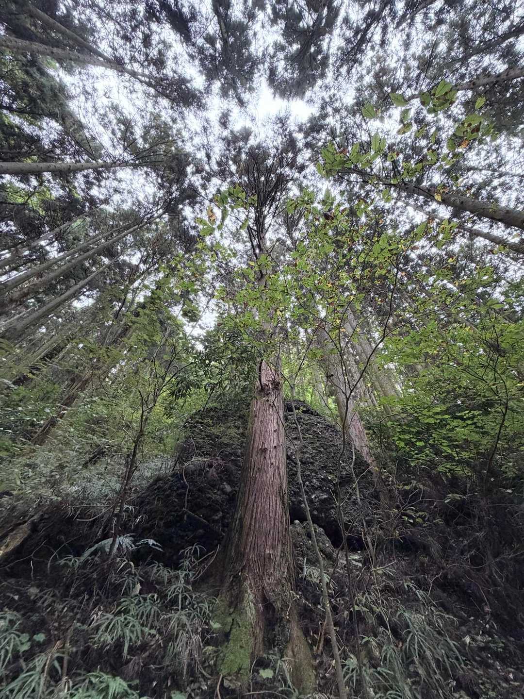 大円地越-男体山 往復コースの写真
