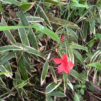 レンゲツツジの花が落ちてセンスいいコントラスト