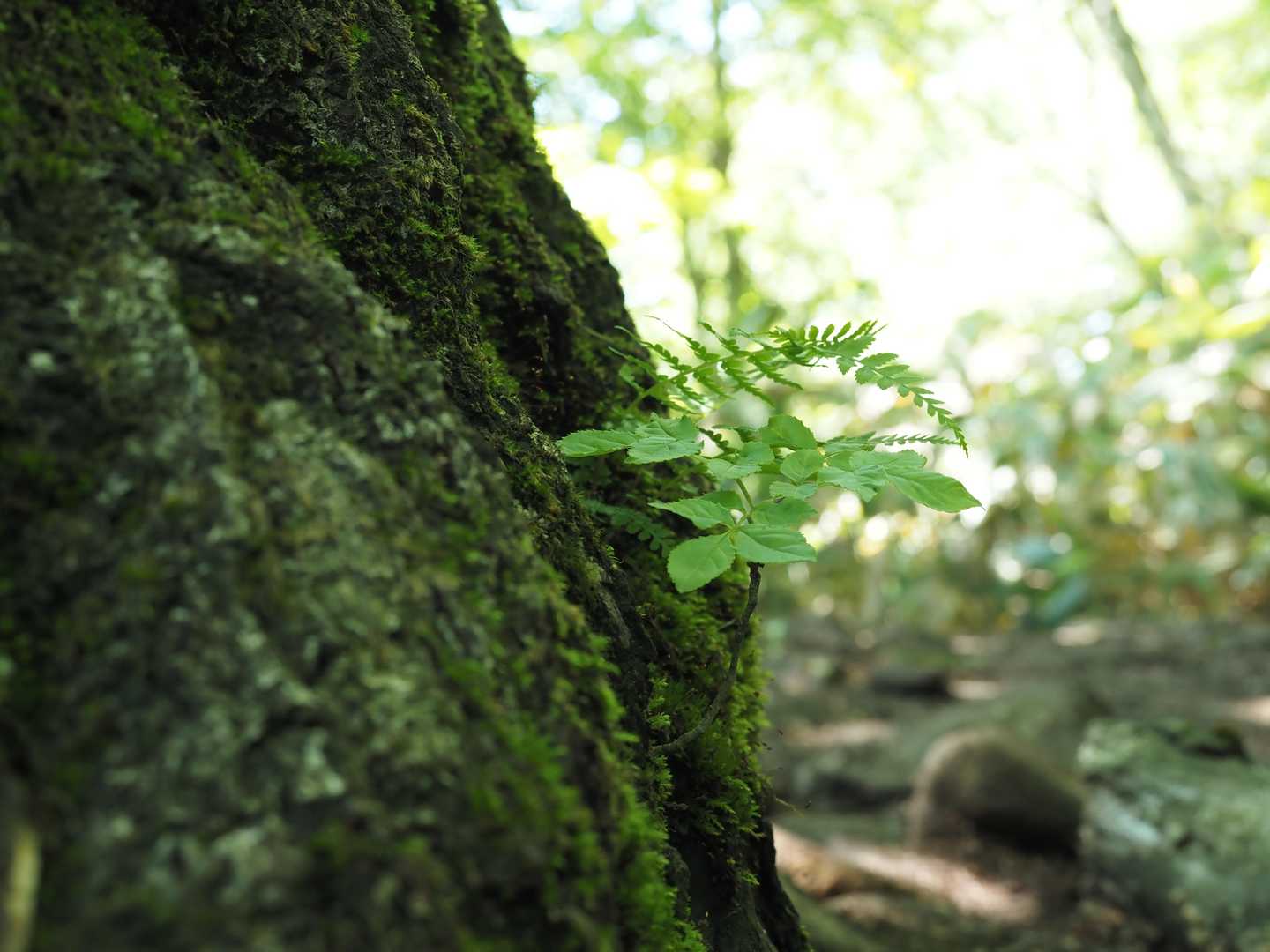 行きとは打って変わって静か