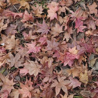 かわいらしいもみじがたくさん