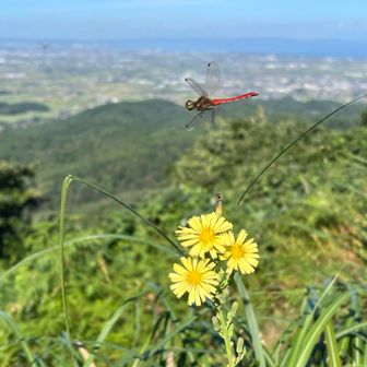 お花と赤とんぼ
