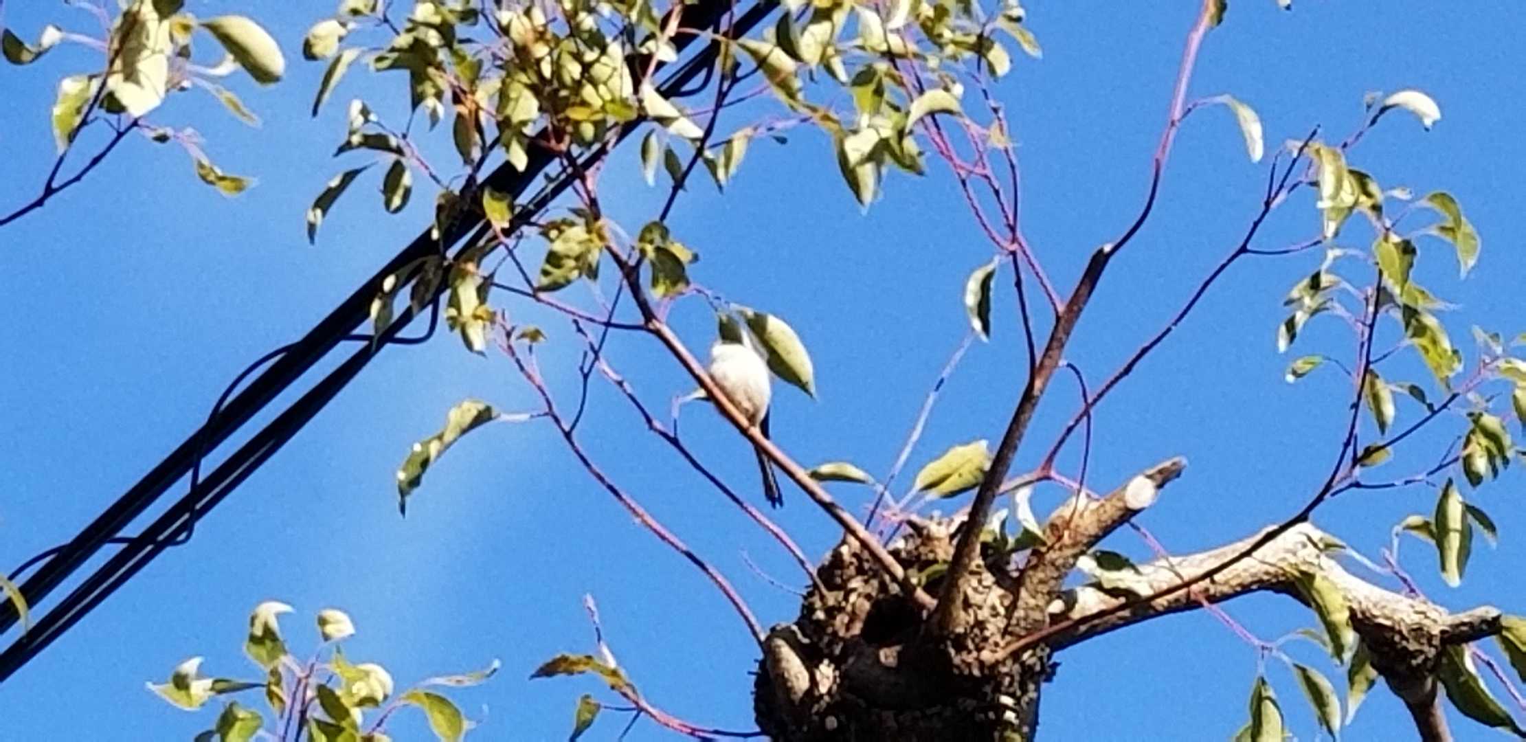 鳥🐦