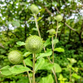オヤマボクチ花？の自然の幾何学的配列美しい😘