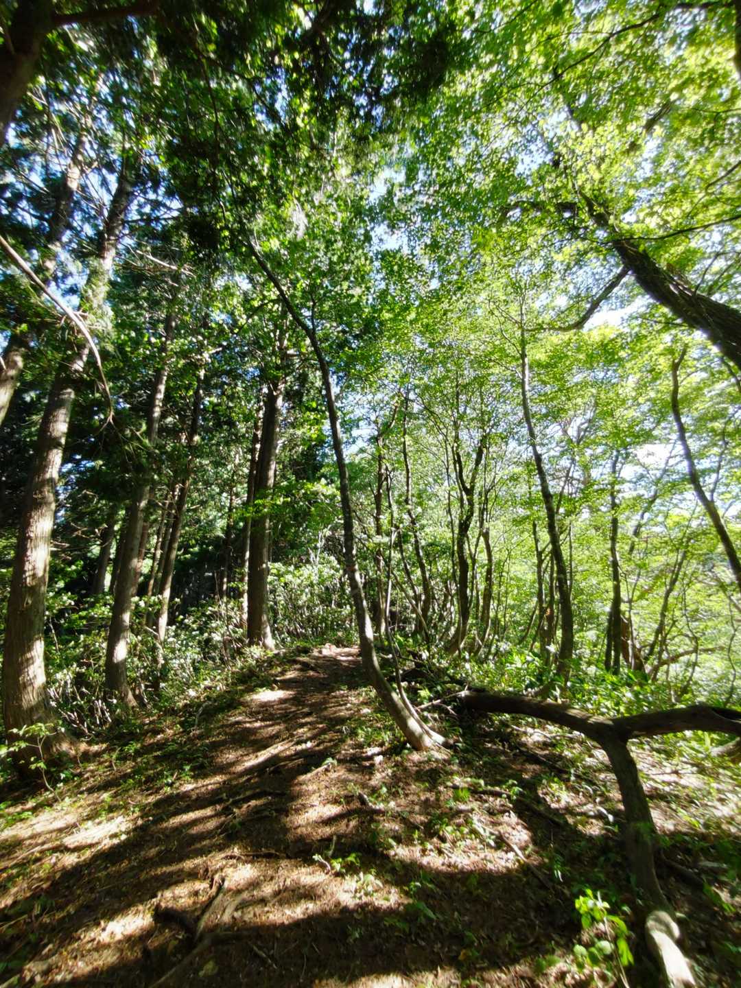 白山禅定道入口-三頭山-法恩寺山 往復コースの写真