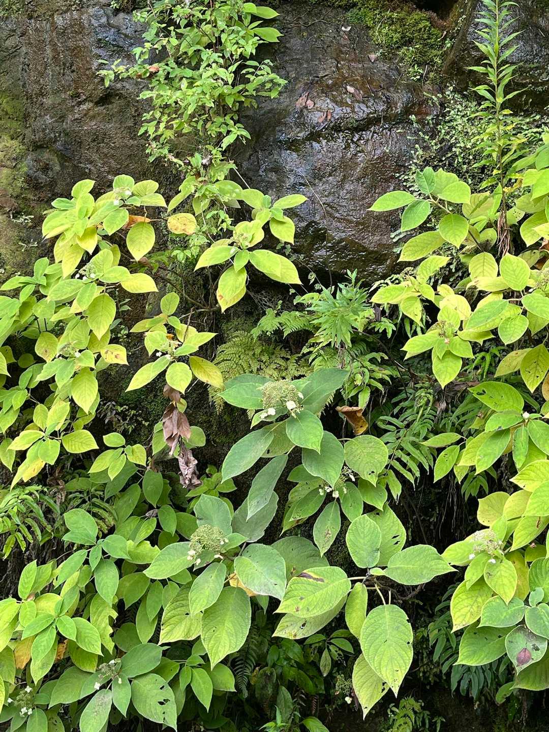 こっぺるんさんのレポでも見ましたが、まだ紫陽花咲いてます