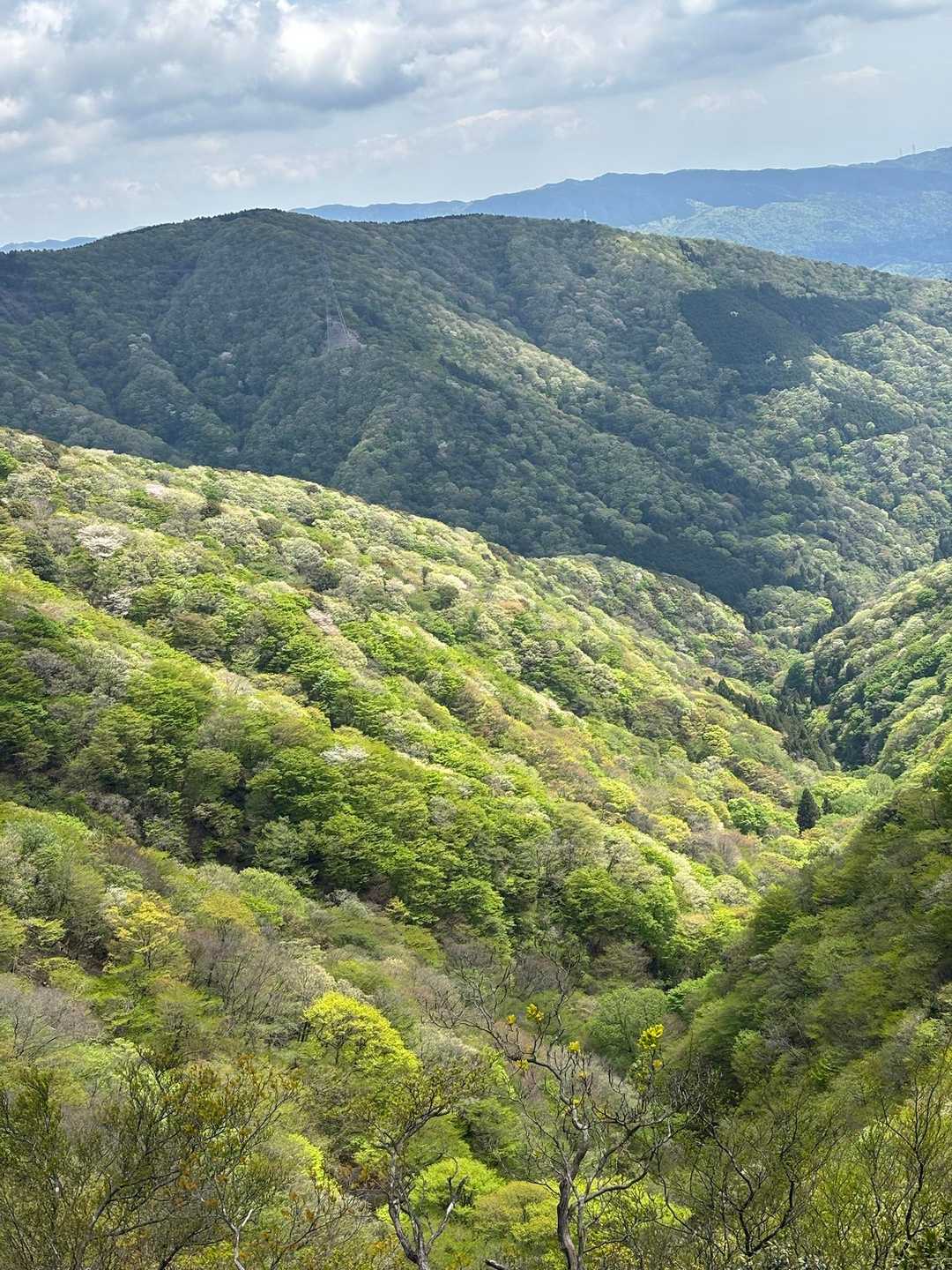 モリモリの新緑の山🏔️