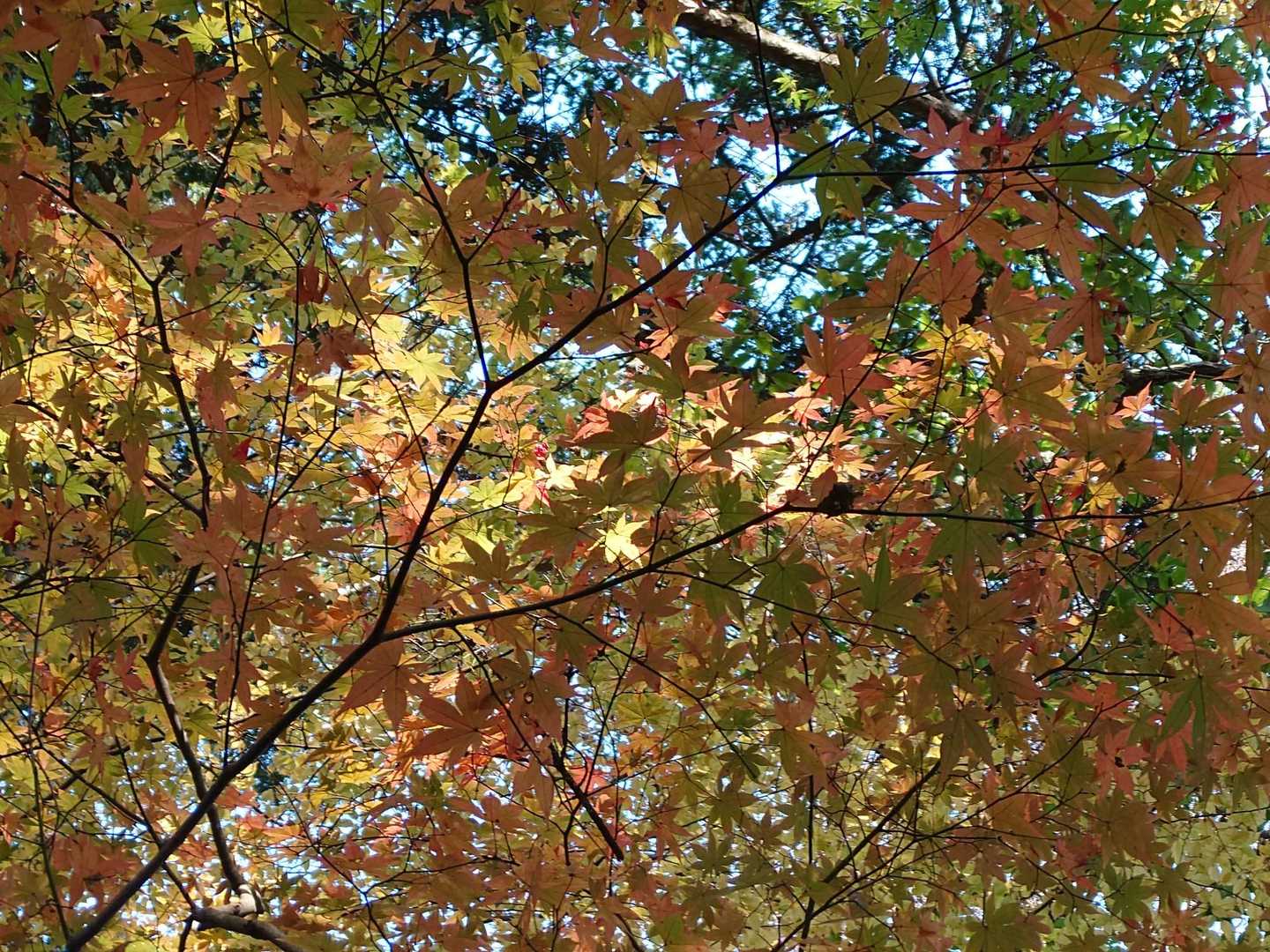 紅葉🍁も独り占めです
贅沢〜〜〜