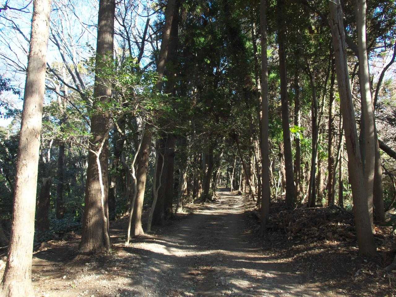 山に入ってきたー