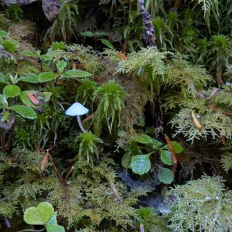 かわいい🍄