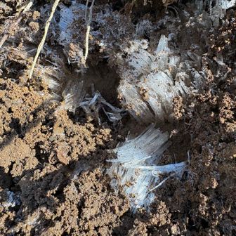 霜柱がいっぱい✨
きれ〜い！って盛り上がってられるのは今のうち😅