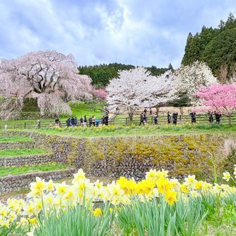 又兵衛桜を川向こうから眺めた景色🌸✨✨✨
