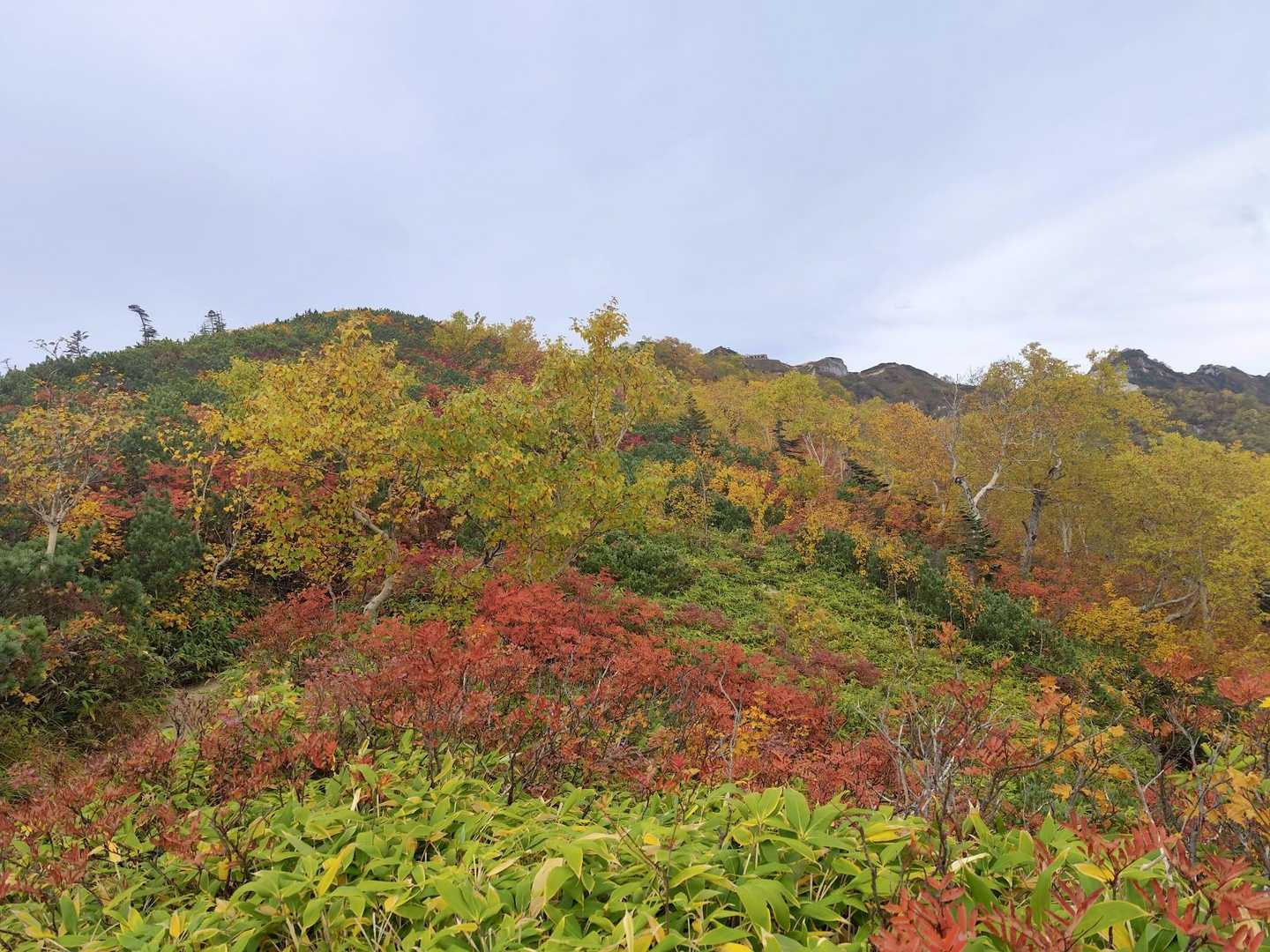 この先は紅葉トンネル　最高！