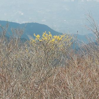 山頂からの景色(土居町平野部方面)
春霞にマンサクの黄色い花が目立ちます。