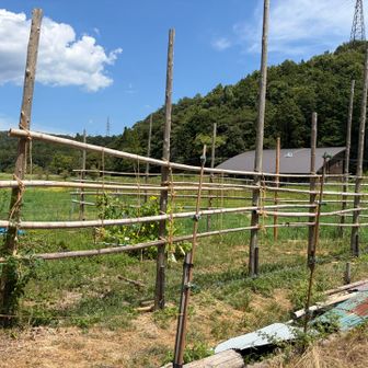 いつのまにか稲🌾お米になったのね〜👏