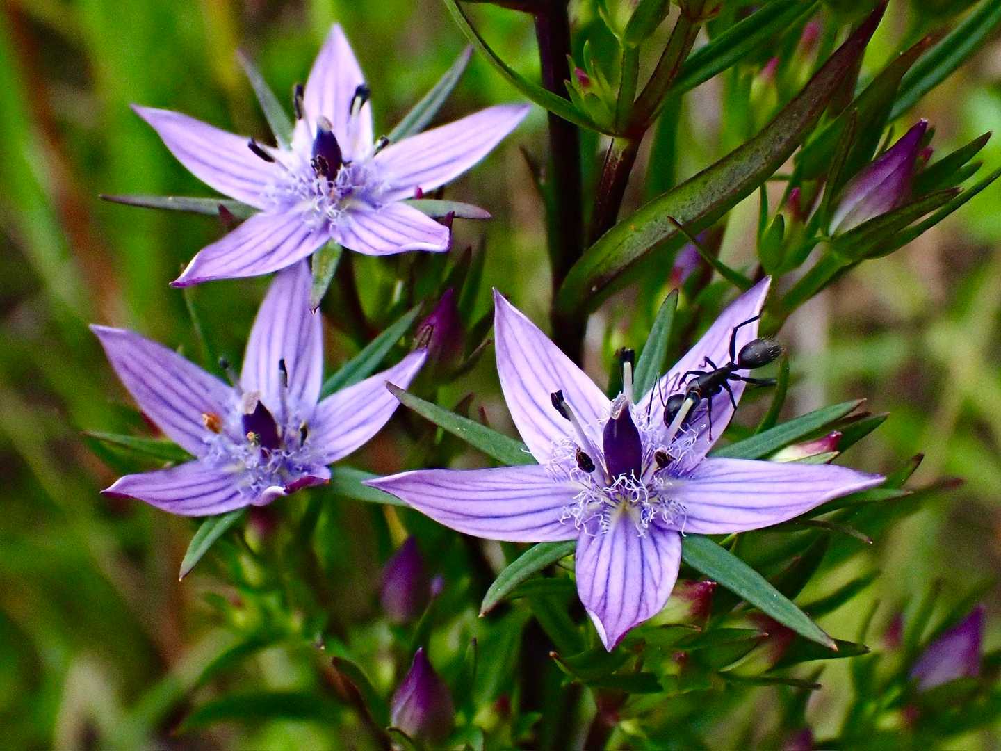 ムラサキセンブリ』 リンドウ科 セン / サンピカさんのモーメント