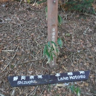 静岡県境から本栖湖へ