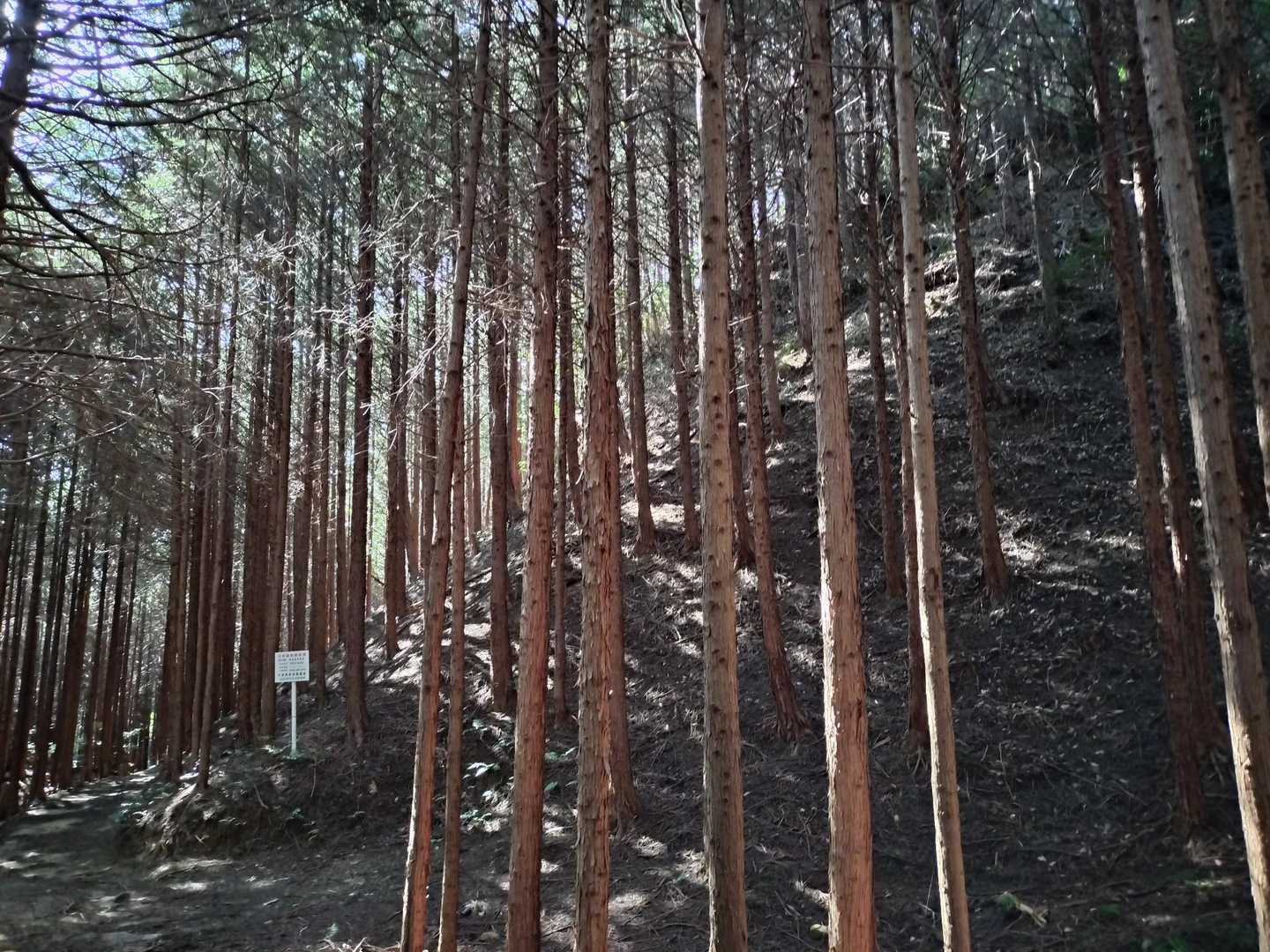 横から見ると、山頂までかなりキツい勾配があることがわかりますね。さすが城跡👀