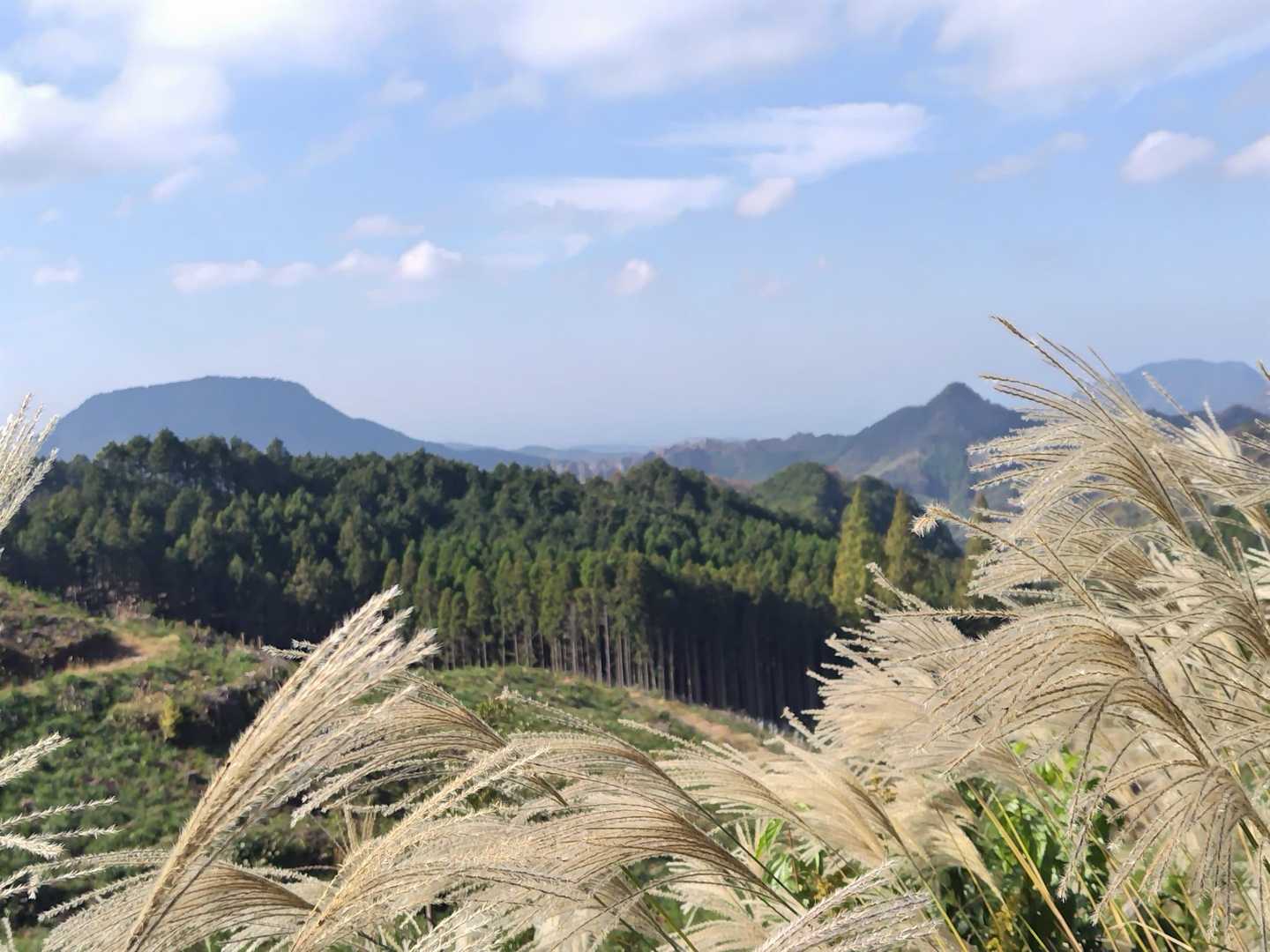 ススキ🌾の穂に癒されます😊

