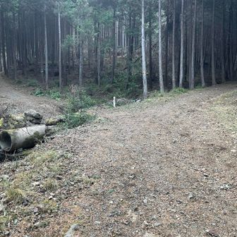 振り返って右が尾根道、左が沢道です。
沢道のほうが登りやすいと思います。