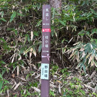 馬返し