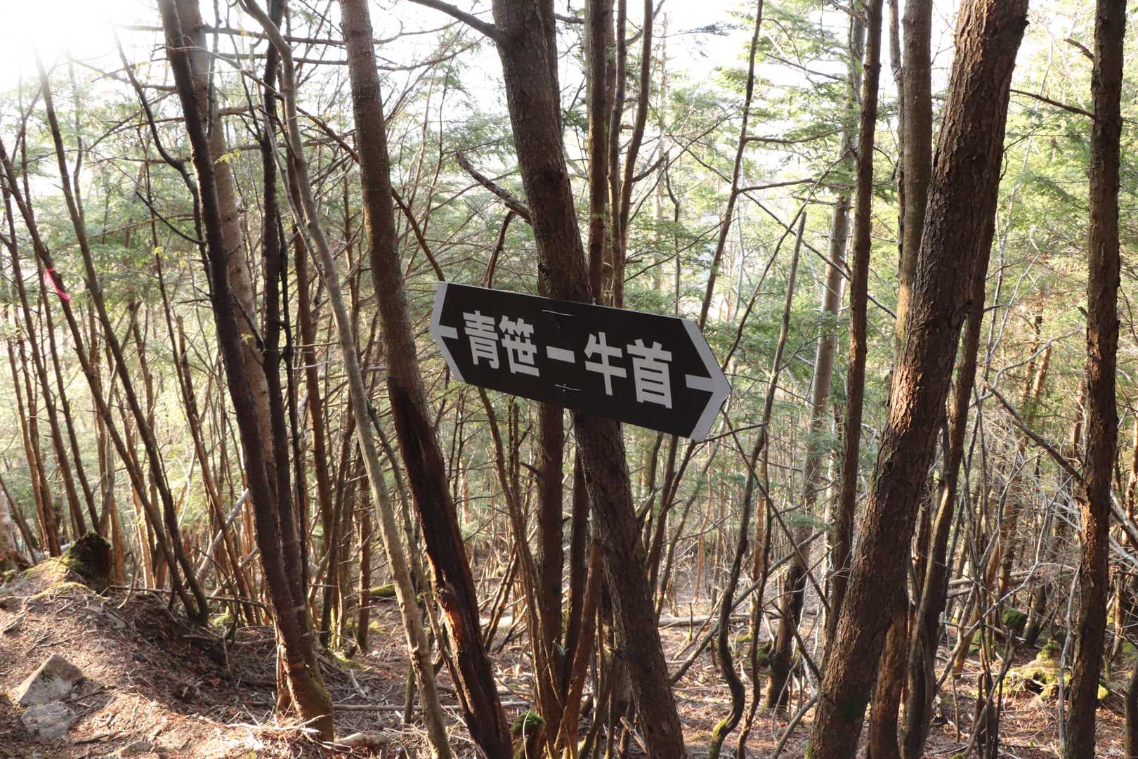 急に綺麗な看板
どうしても青笹に行かせたいみたいだけど、結構な難路らしい