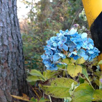 季節外れの紫陽花