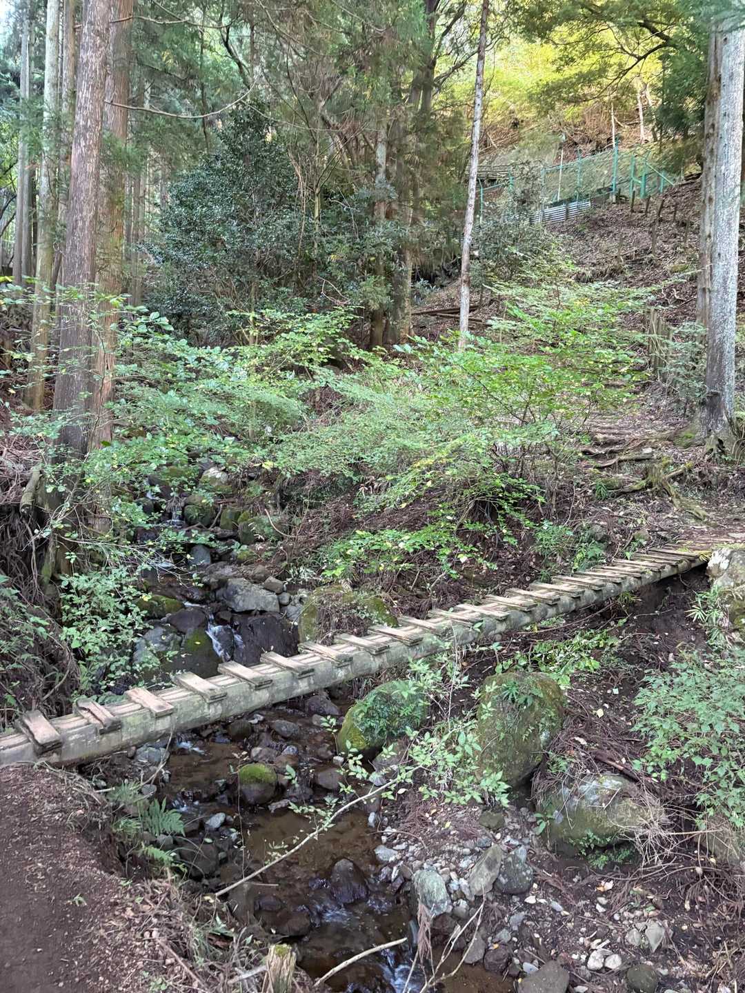 　最初から素敵な登山道です。橋、ちょっと細くて揺れました😅