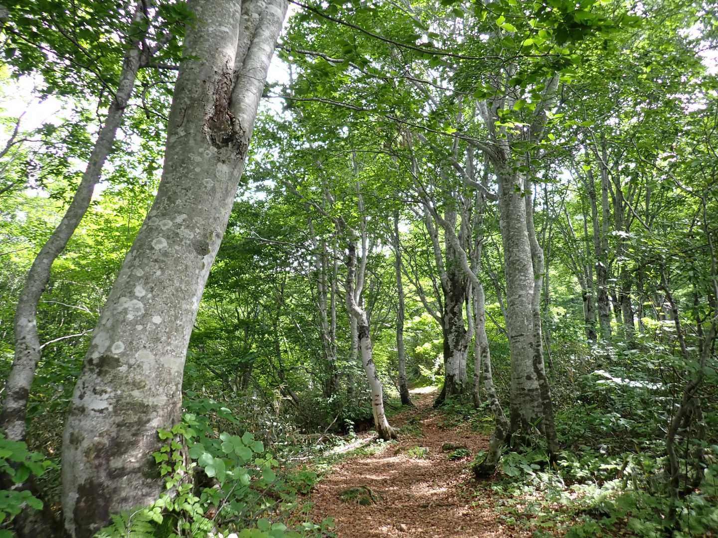 葉山登山口-畑登山口-休憩地-大僧森-葉山-葉山神社奥の院 周回コースの写真
