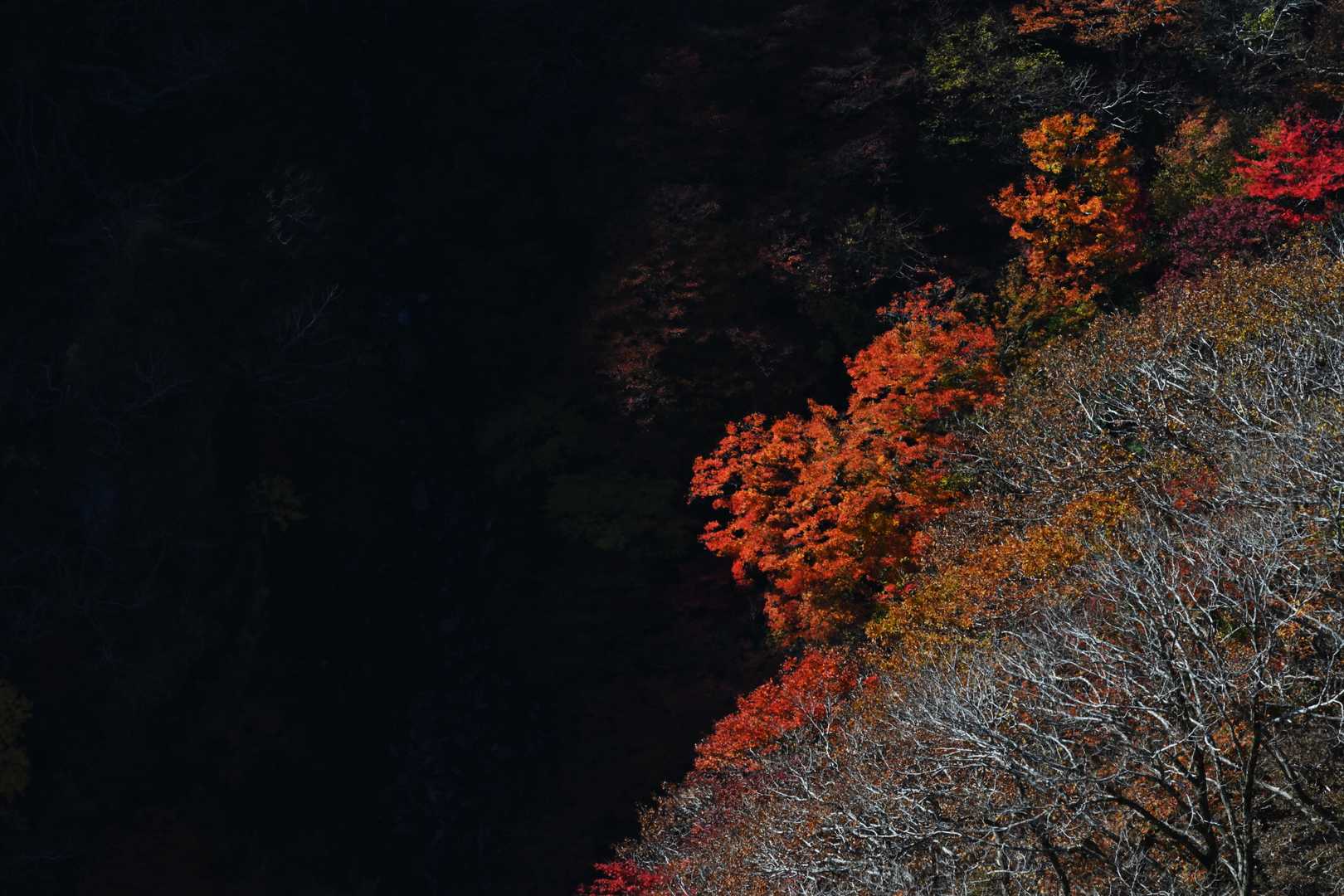 カラバッジョ的な紅葉は悲劇の匂いがする
