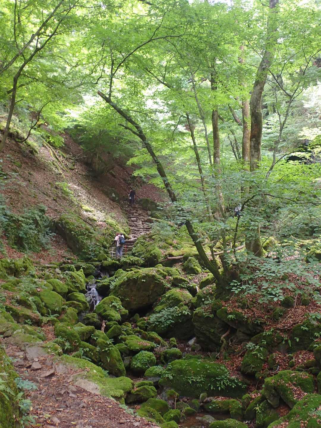 御岳山駅-御岳山-大岳山 往復コースの写真