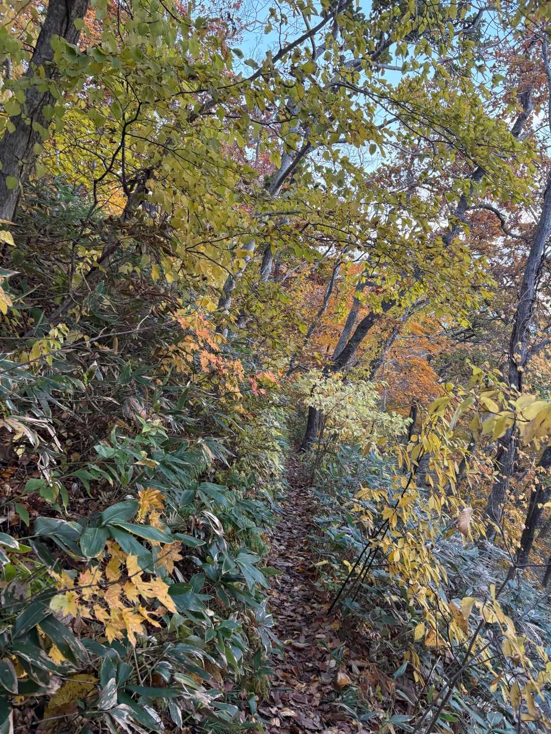 紅葉に囲まれ歩く贅沢さよ。いつまでも歩きたくなる函館山でした。
