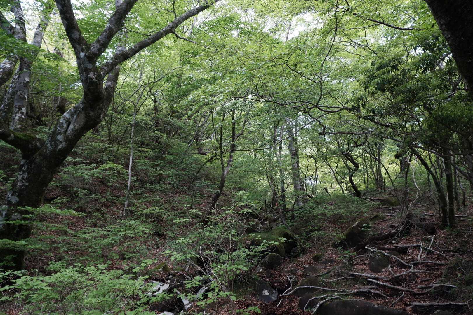 池の平-位牌岳-一服峠-袴腰岳-馬場平-愛鷹山-愛鷹山登山 周回コースの写真
