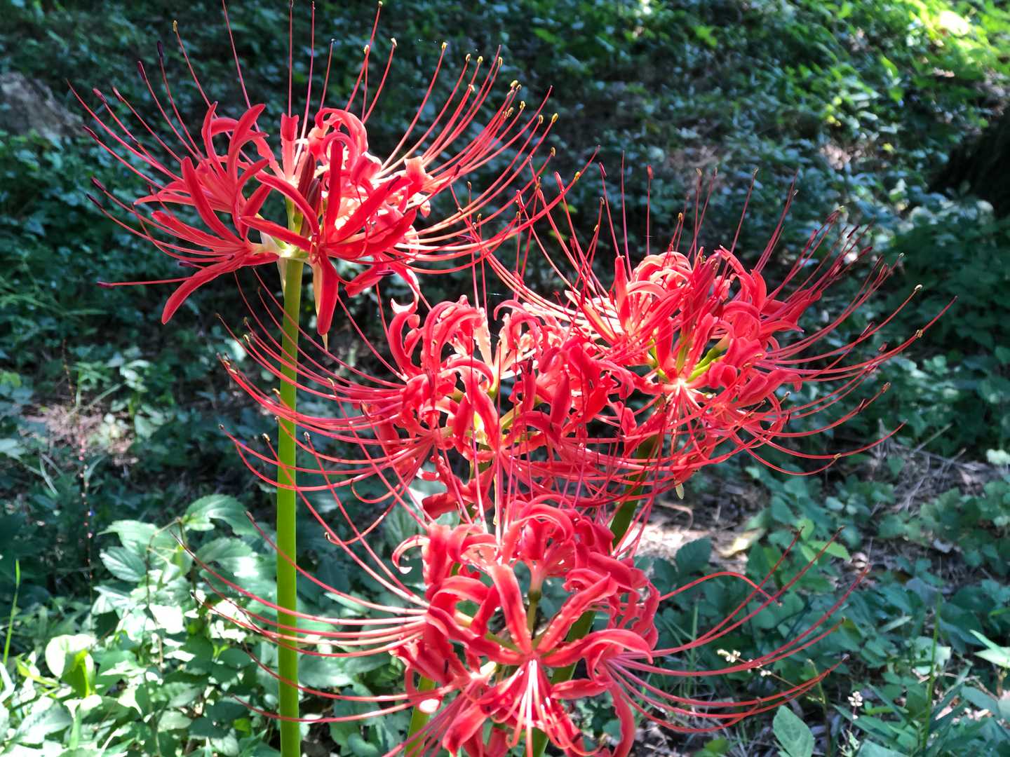 登山口付近のヒガンバナ✨
