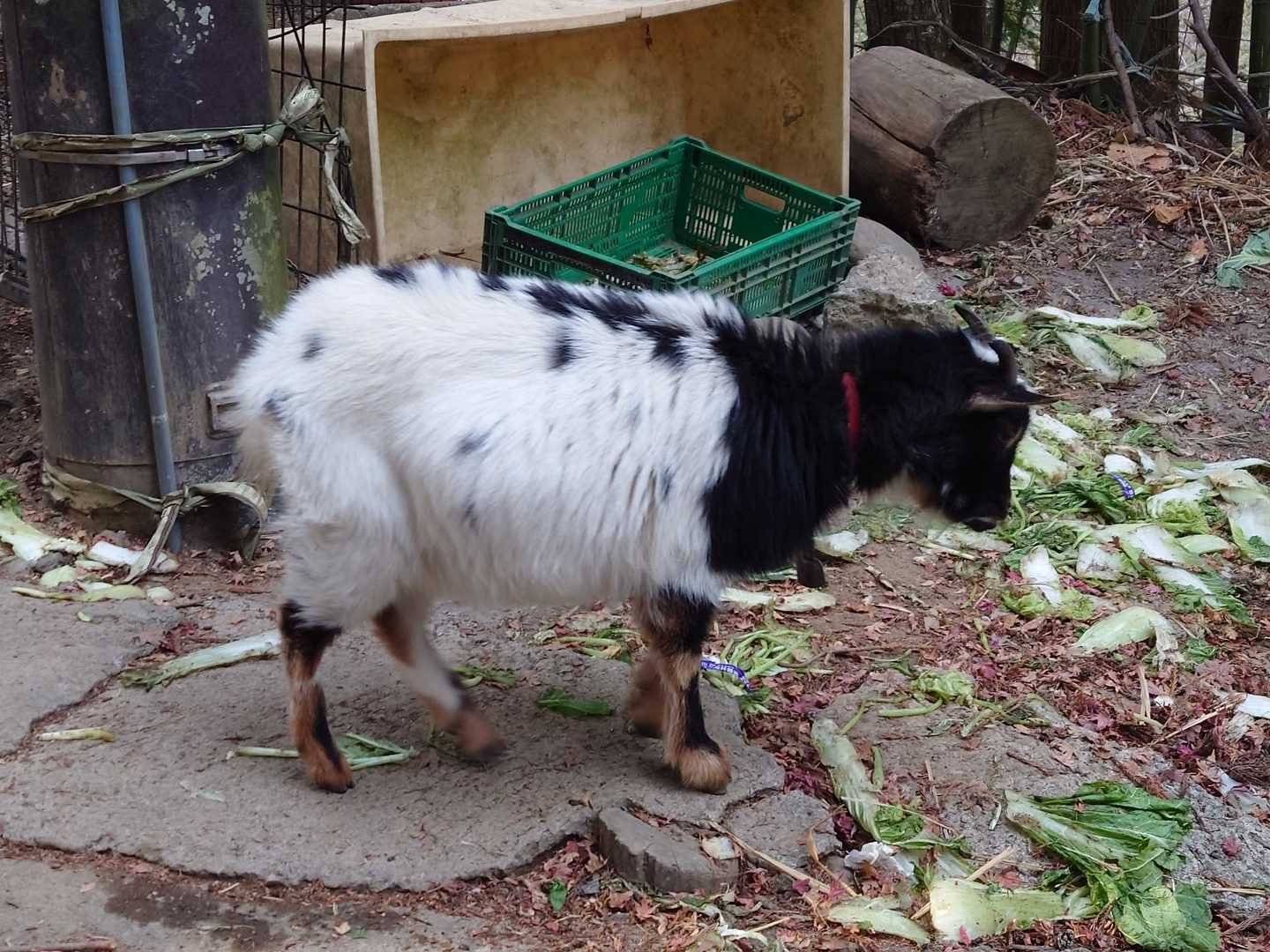 カリンちゃん食事中